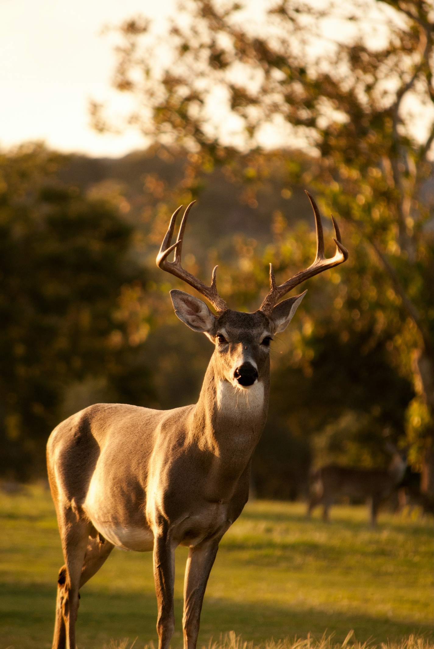 Cerf pendant la période du brame en Ardenne